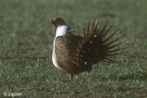 Sage Grouse.jpg